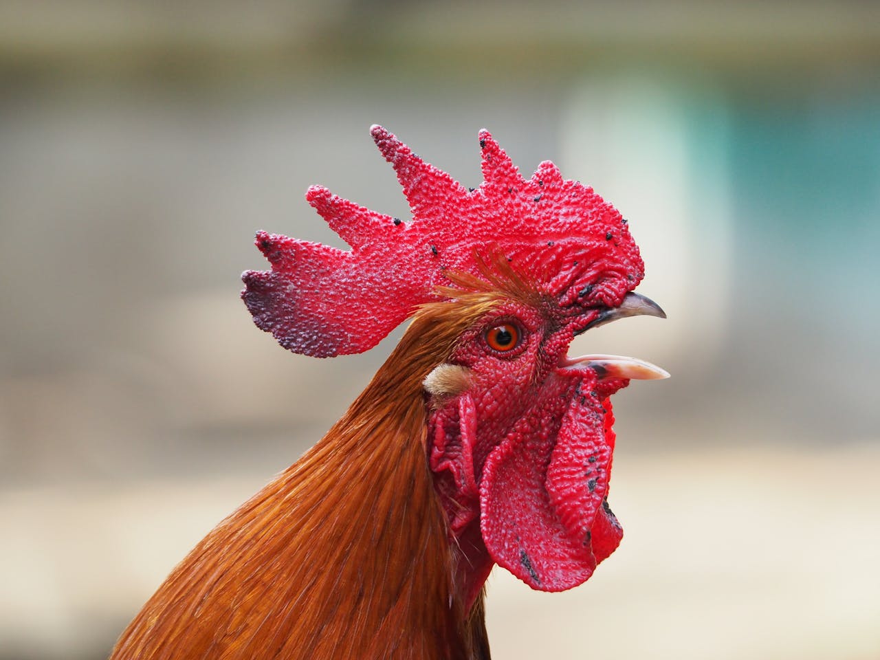 Vivid red rooster with a detailed cockscomb, captured in profile view.