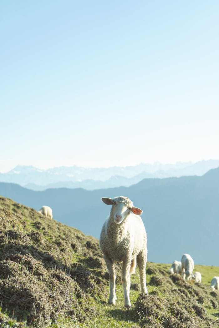 A sheep grazing under a clear blue sky in the mountains of Shoja, India.