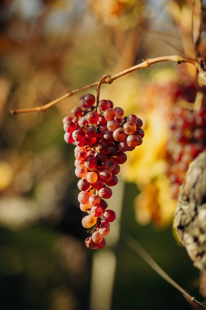 Close-up of ripe grapes on a vine in Tulln an der Donau, Austria, showcasing autumn hues.