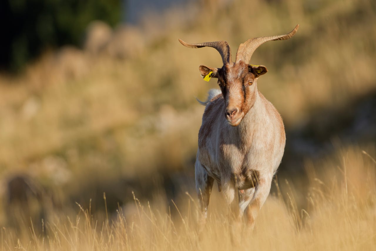 A goat with large horns stands in a sunlit grassy field, captured in natural light.