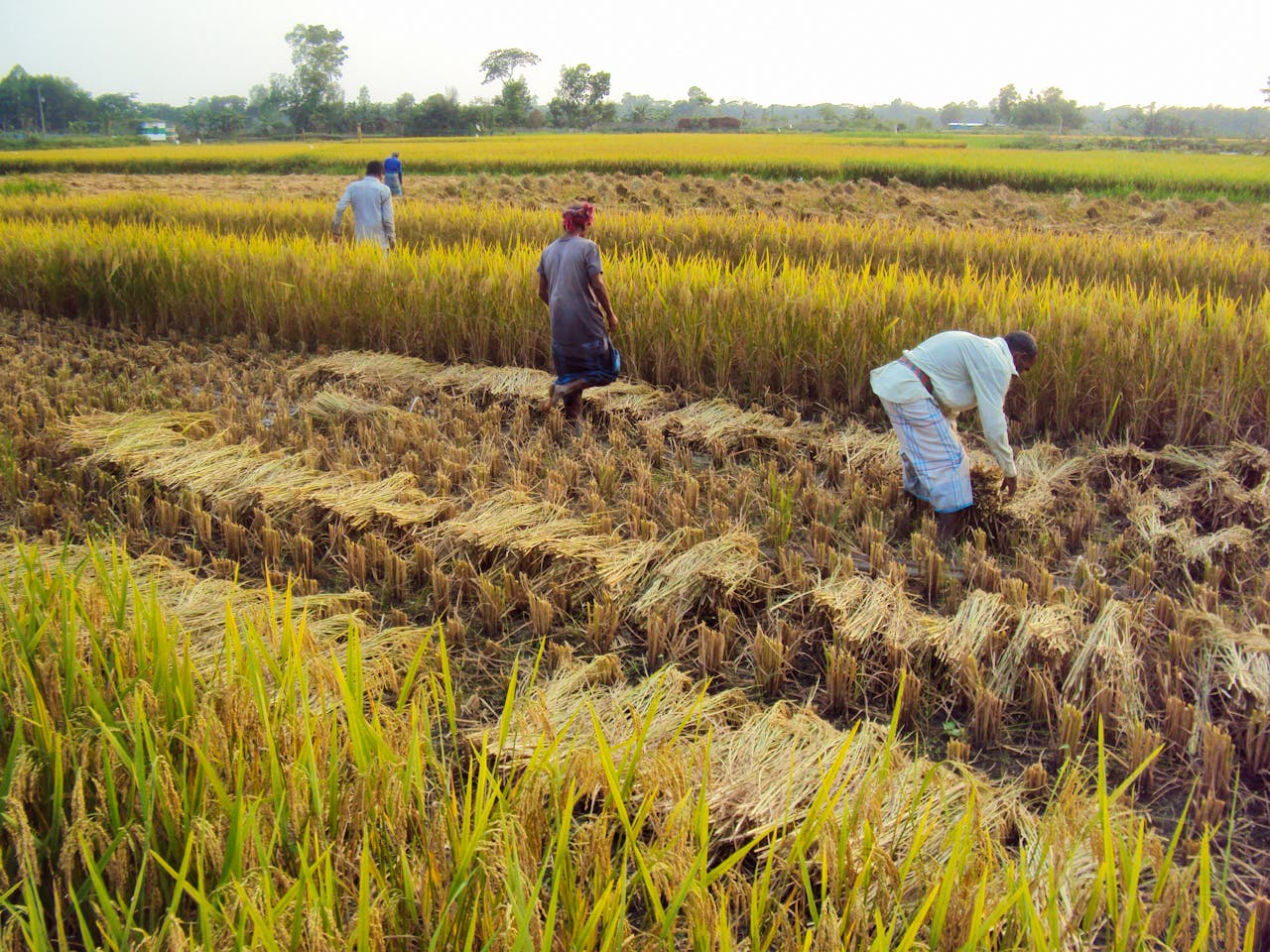 Home Free stock photo of 4k bangladesh, bangladeshi