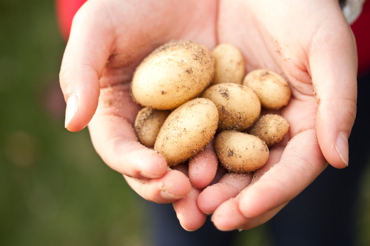 Close-up of freshly harvested baby potatoes held in hands. Ideal for farming and food themes.